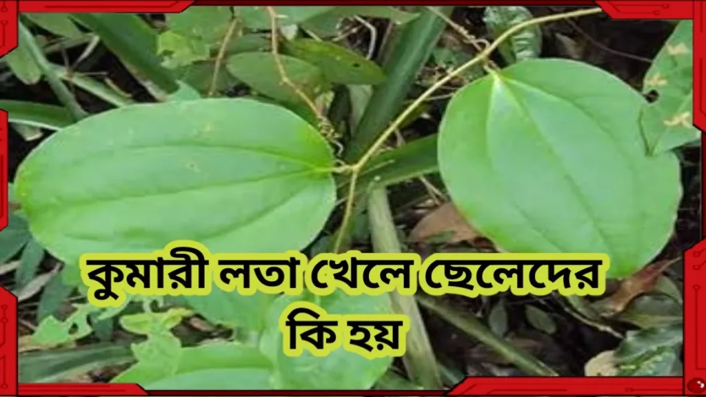 কুমারী লতা খেলে ছেলেদের কি হয়